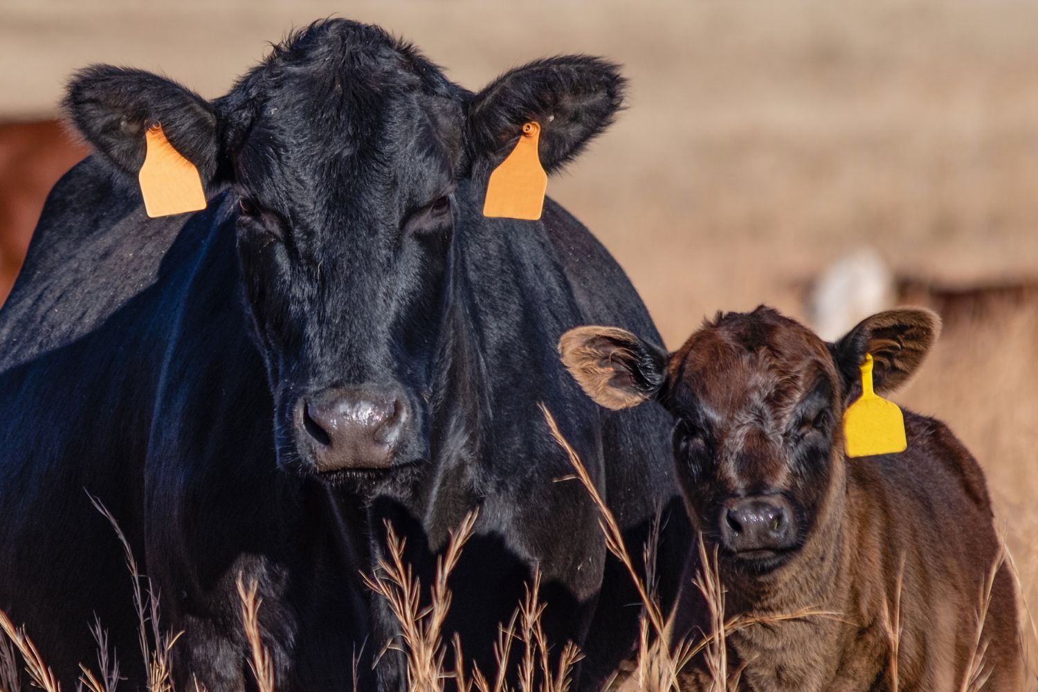 De olho na demanda, Norte Rações investe em fábrica de ração e armazéns